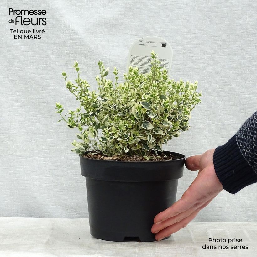 Exemplar von Euonymus fortunei Dan's Delight - Fusain persistant Pot de 2L/3L wie im Winter geliefert