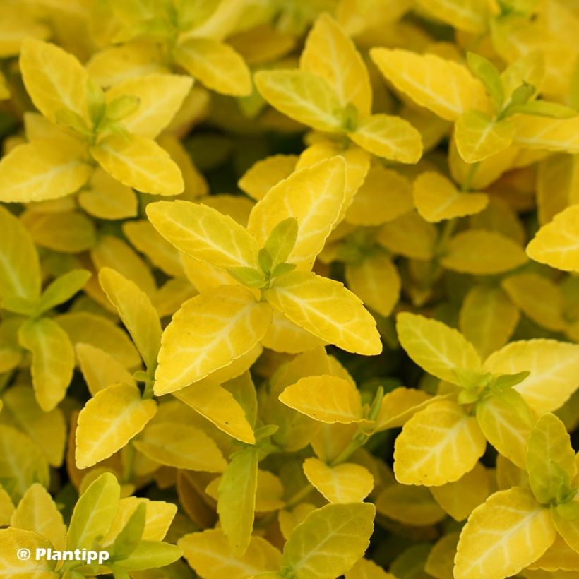 Spindelstrauch Goldy - Euonymus fortunei (Laub)