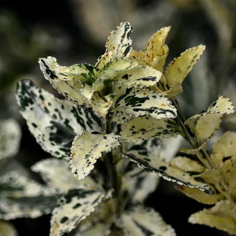 Spindelstrauch Harlequin - Euonymus fortunei (Laub)