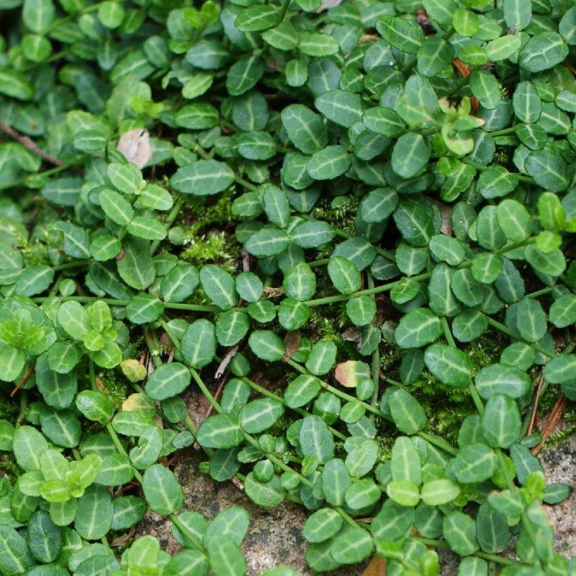 Spindelstrauch Minimus - Euonymus fortunei (Laub)