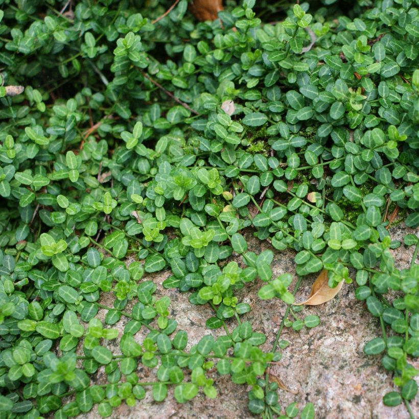 Spindelstrauch Minimus - Euonymus fortunei (Hafen)