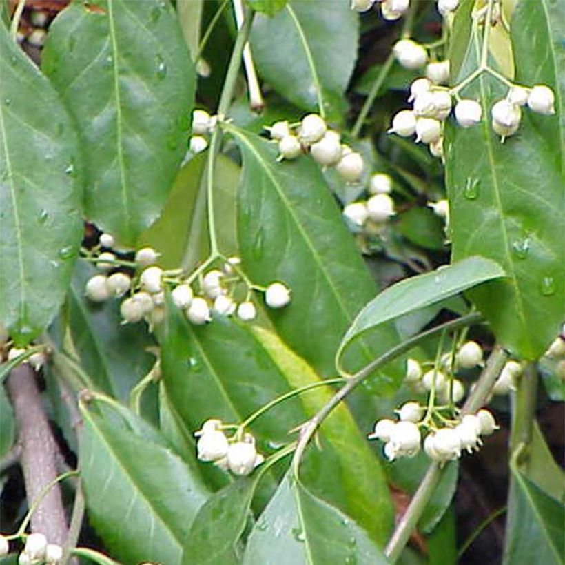 Spindelstrauch Radicans - Euonymus fortunei (Blüte)