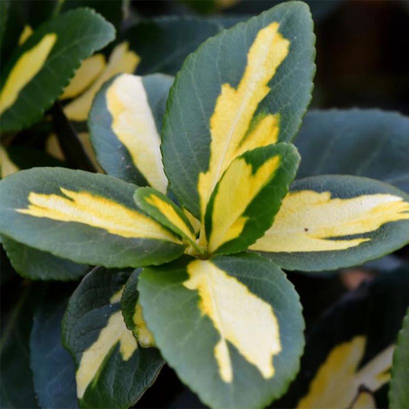 Spindelstrauch Sunspot - Euonymus fortunei (Laub)