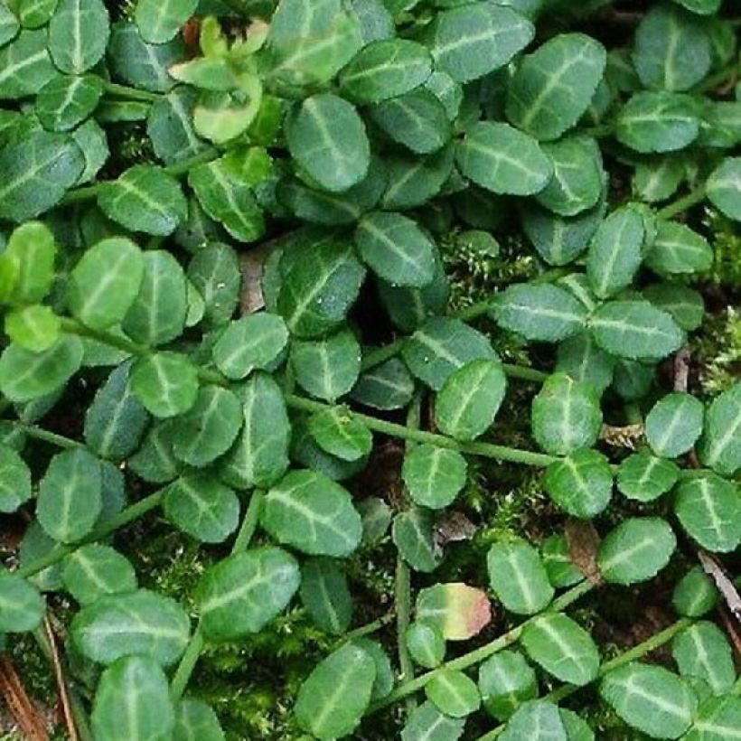 Spindelstrauch Tustin - Euonymus fortunei (Laub)