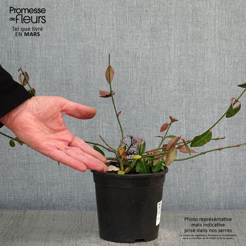 Exemplar von Euonymus fortunei Tustin - Fusain nain persistant. Pot de 1L/1.5L wie im Winter geliefert