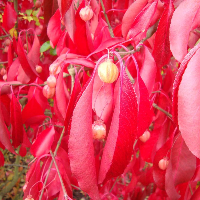 Japanischer Spindelstrauch Red Wine - Euonymus grandiflorus (Laub)