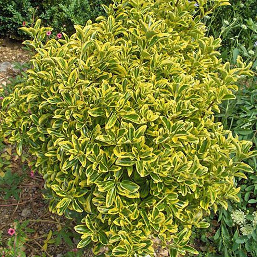 Japanischer Spindelstrauch Aureomarginatus - Euonymus japonicus (Hafen)