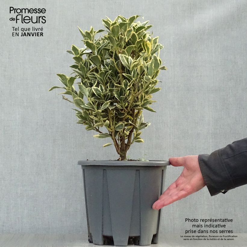 Exemplar von Euonymus japonicus Bravo - Fusain du Japon Pot de 7,5L/10L wie im Winter geliefert