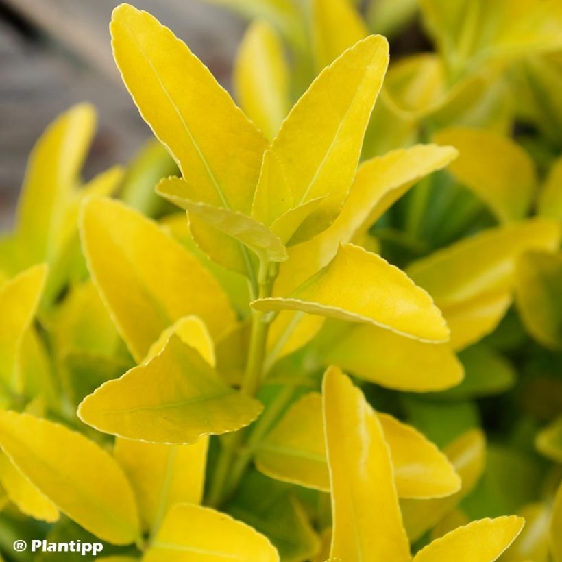 Japanischer Spindelstrauch El Dorado - Euonymus japonicus (Laub)