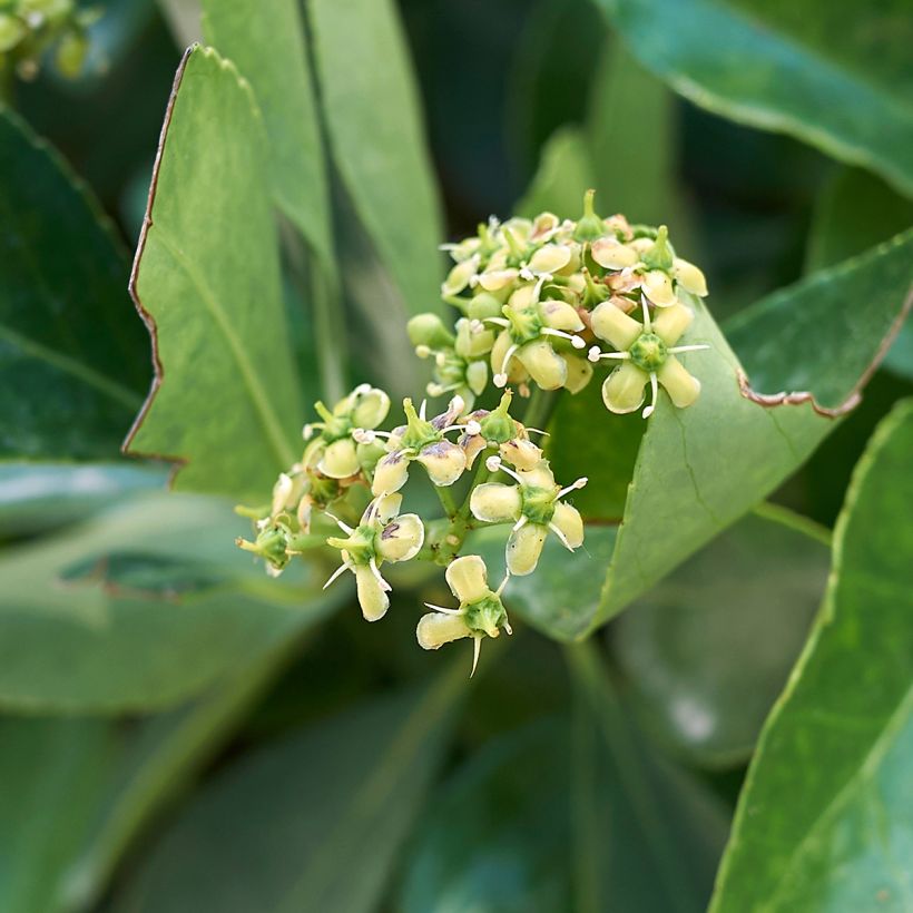 Japanischer Spindelstrauch - Euonymus japonicus (Blüte)