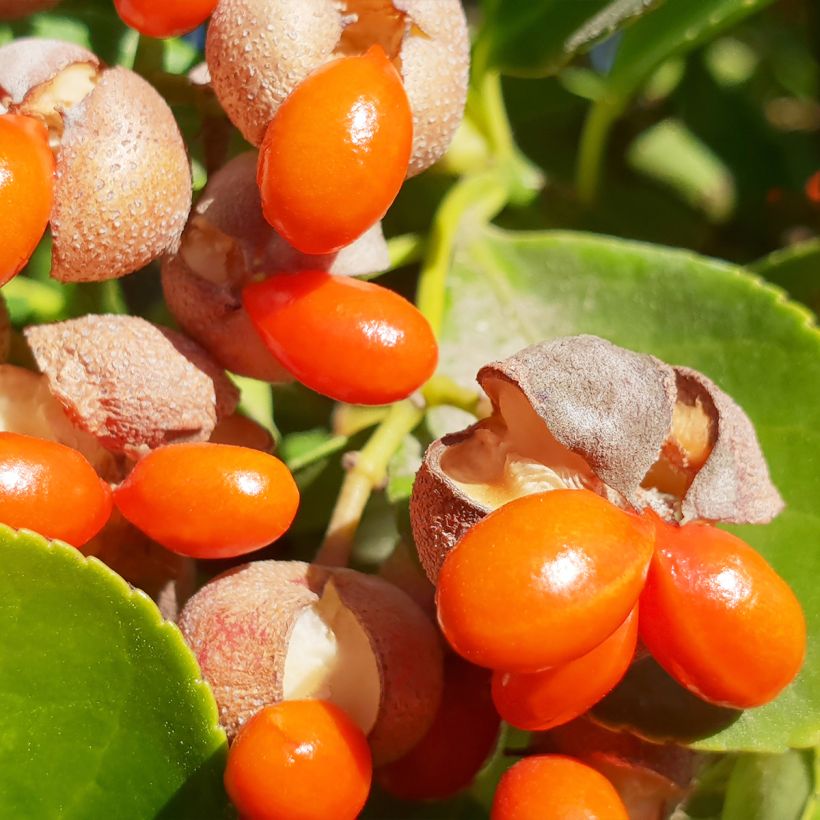 Japanischer Spindelstrauch - Euonymus japonicus (Ernte)