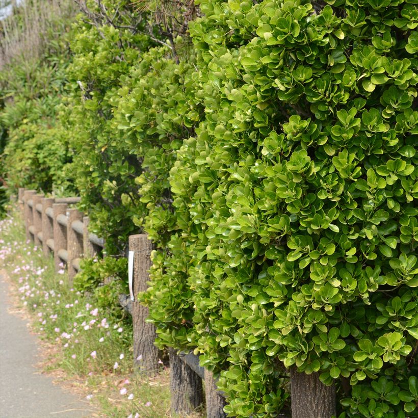 Japanischer Spindelstrauch - Euonymus japonicus (Hafen)