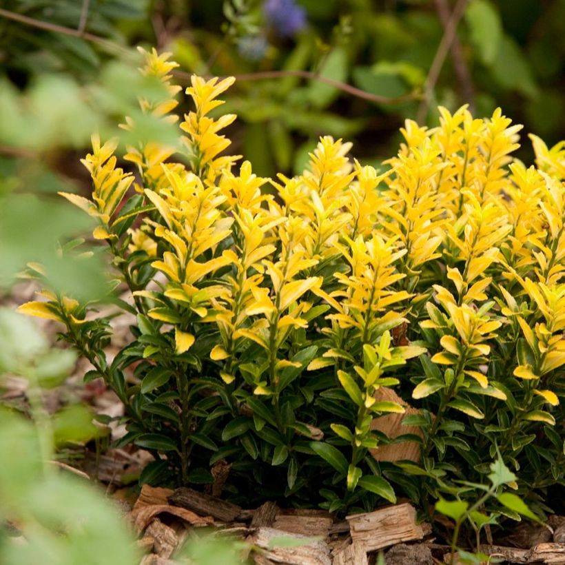 Japanischer Spindelstrauch Happiness - Euonymus japonicus (Hafen)