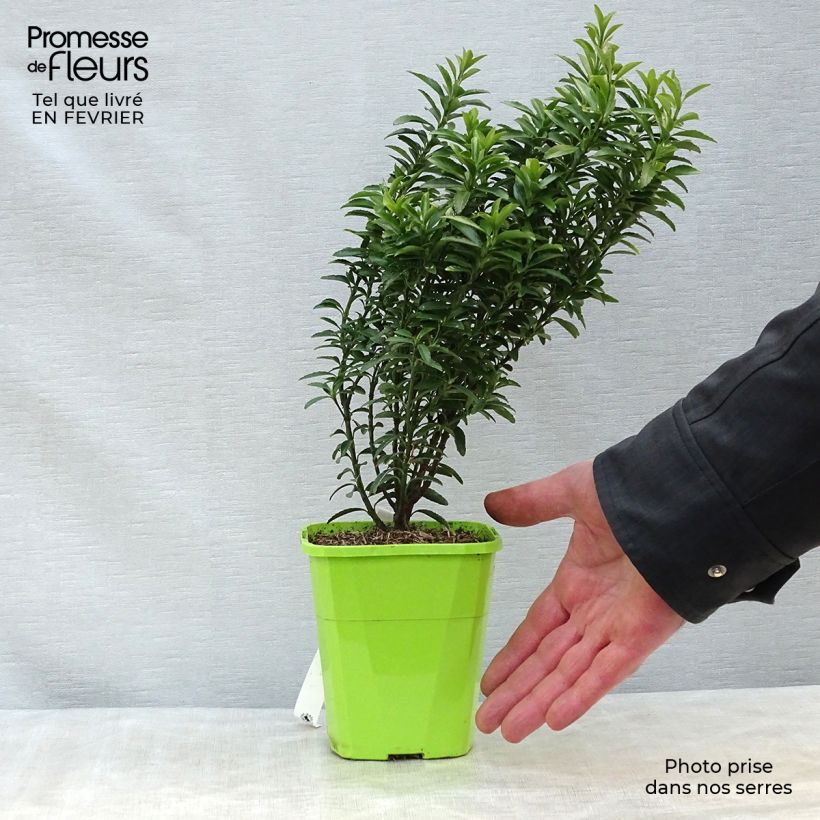 Exemplar von Euonymus japonicus Happiness - Fusain du Japon en pot de 1/1,5L wie im Winter geliefert