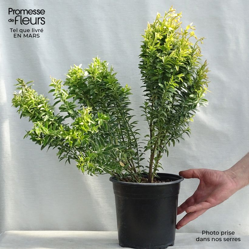 Exemplar von Euonymus japonicus Happiness - Fusain du Japon nain en pot de 4L/5L wie im Winter geliefert