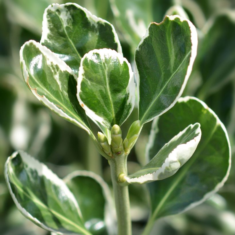 Japanischer Spindelstrauch Louisette - Euonymus japonicus (Laub)