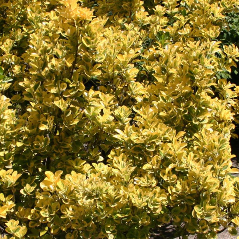 Japanischer Spindelstrauch Ovatus Aureus - Euonymus japonicus (Laub)