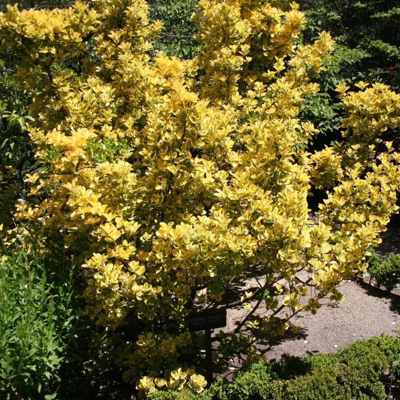 Japanischer Spindelstrauch Ovatus Aureus - Euonymus japonicus (Hafen)