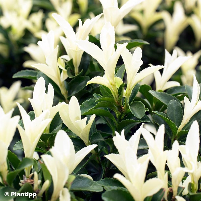 Japanischer Spindelstrauch Paloma Blanca - Euonymus japonicus (Laub)