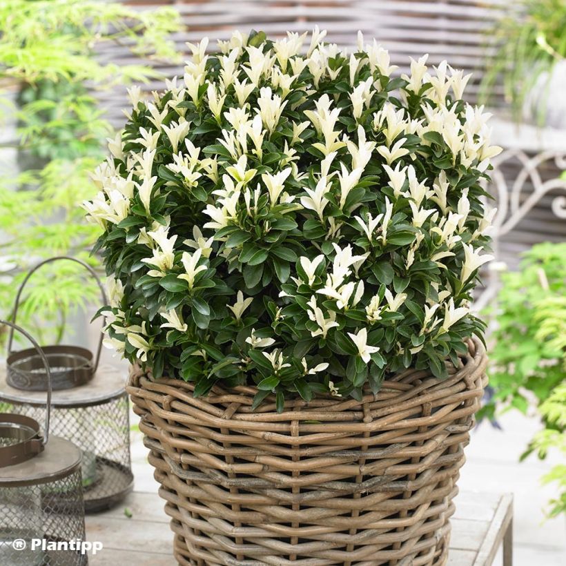 Japanischer Spindelstrauch Paloma Blanca - Euonymus japonicus (Hafen)