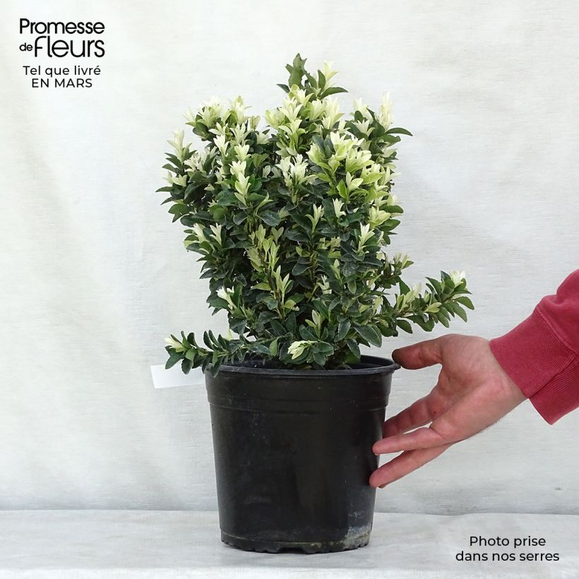 Exemplar von Japanischer Spindelstrauch Paloma Blanca - Euonymus japonicus wie im Winter geliefert