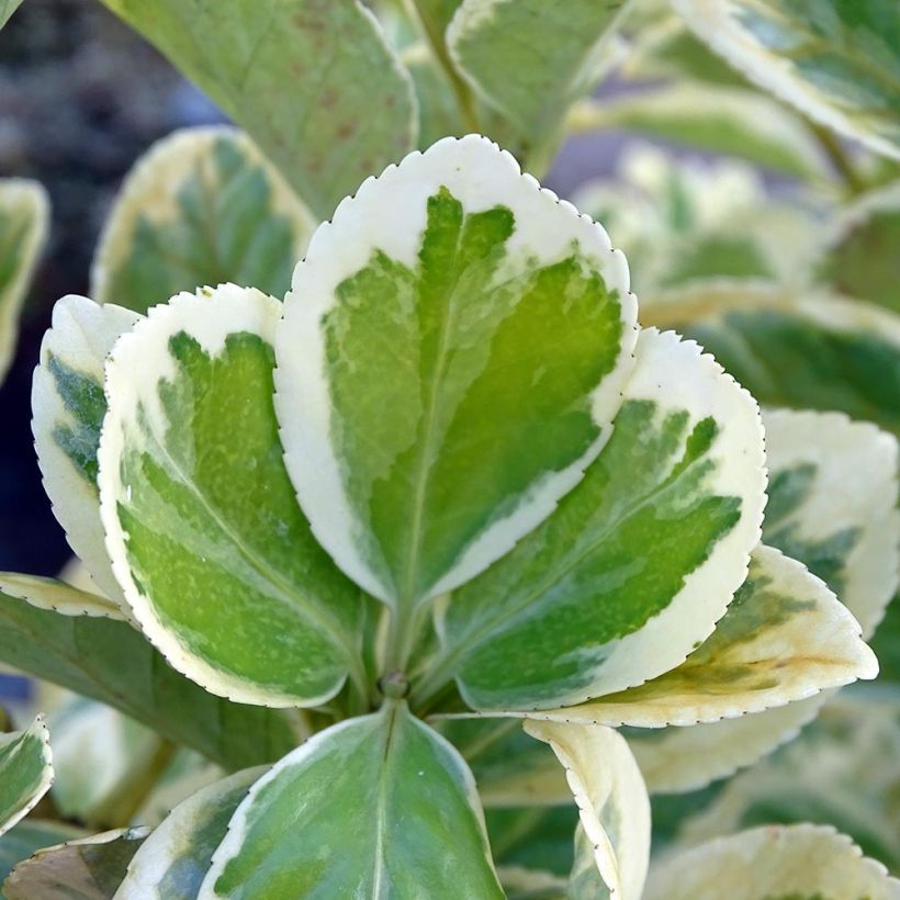 Japanischer Spindelstrauch Président Gauthier - Euonymus japonicus (Laub)