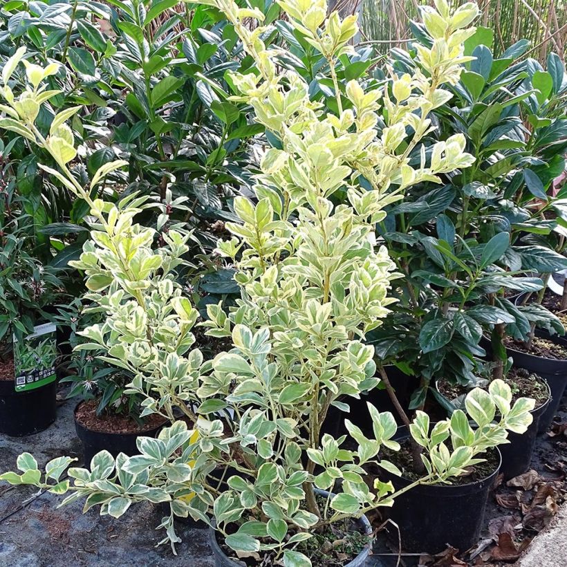 Exemplar von Euonymus japonicus Président Gauthier - Fusain du Japon en pot de 7.5/10L wie im Winter geliefert