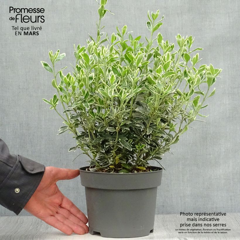 Exemplar von Japanischer Spindelstrauch Suzanne - Euonymus japonicus Topf mit 2L/3LGelieferte Höhe ca. 20-30cm wie im Frühjahr geliefert