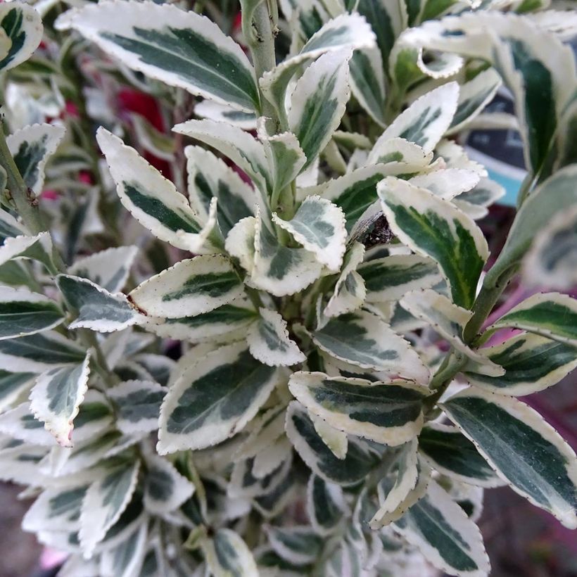 Japanischer Spindelstrauch White Spire - Euonymus japonicus (Laub)