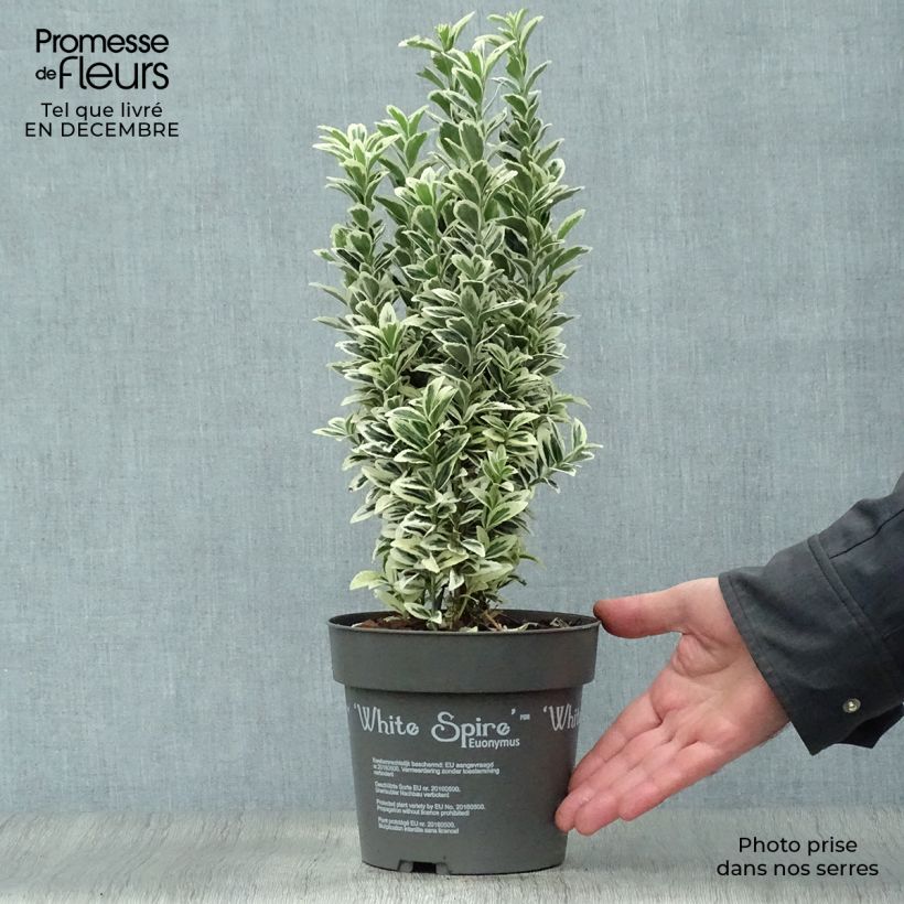 Exemplar von Euonymus japonicus White Spire - Fusain du Japon en pot de 2L/3L wie im Winter geliefert