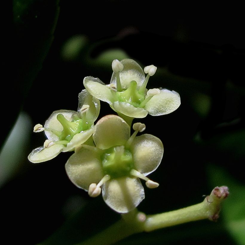 Japanischer Spindelstrauch Microphyllus - Euonymus japonicus (Blüte)