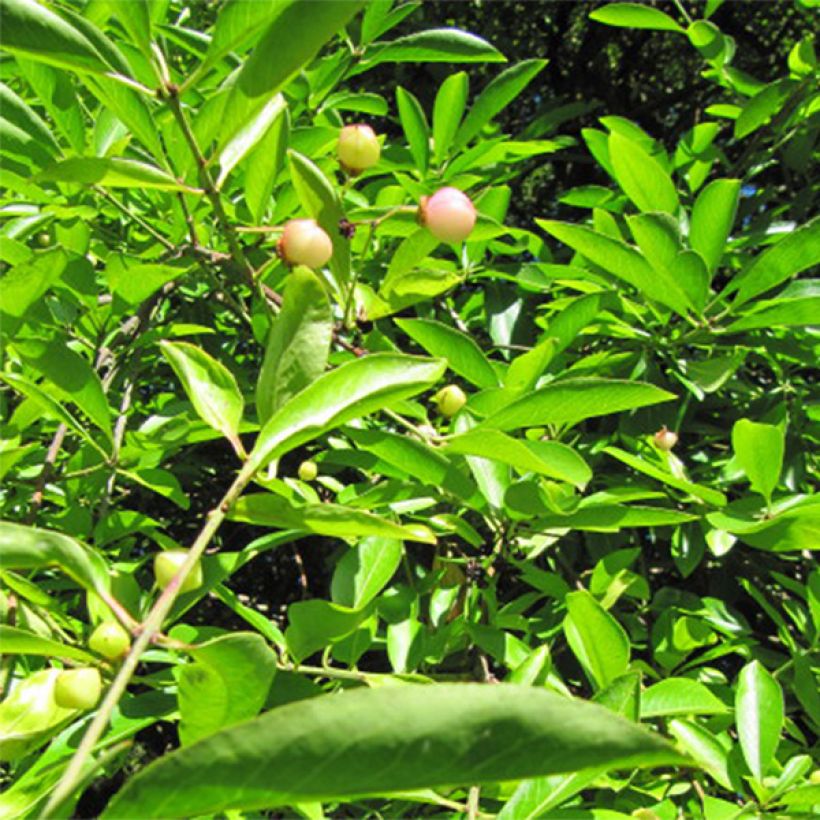 Euonymus myrianthus - Pfaffenhütchen (Laub)