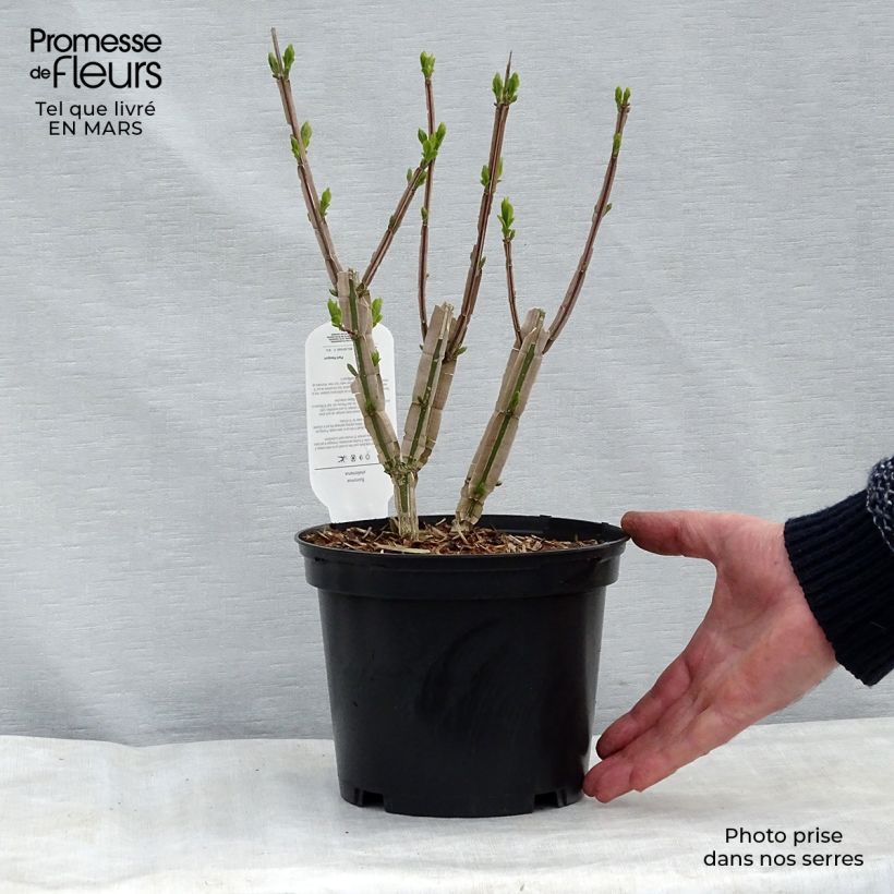 Exemplar von Euonymus phellomanus 30/40cm en pot de 3L wie im Winter geliefert