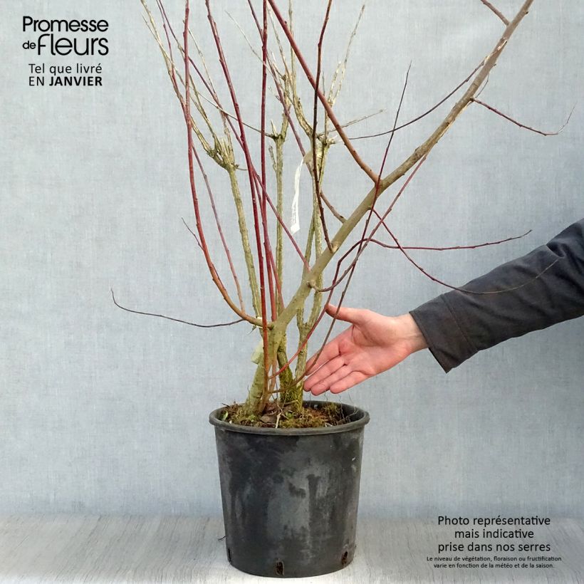 Exemplar von Euonymus phellomanus 60cm+ en pot de 12L  wie im Winter geliefert