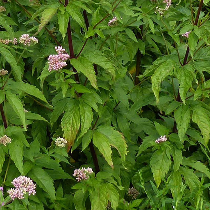 Gewöhnliche Wasserdost Plenum - Eupatorium canabinum (Laub)