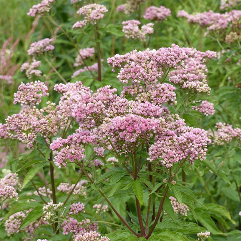 Gewöhnliche Wasserdost Plenum - Eupatorium canabinum (Blüte)