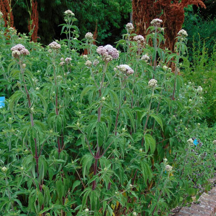 Gewöhnliche Wasserdost Plenum - Eupatorium canabinum (Hafen)