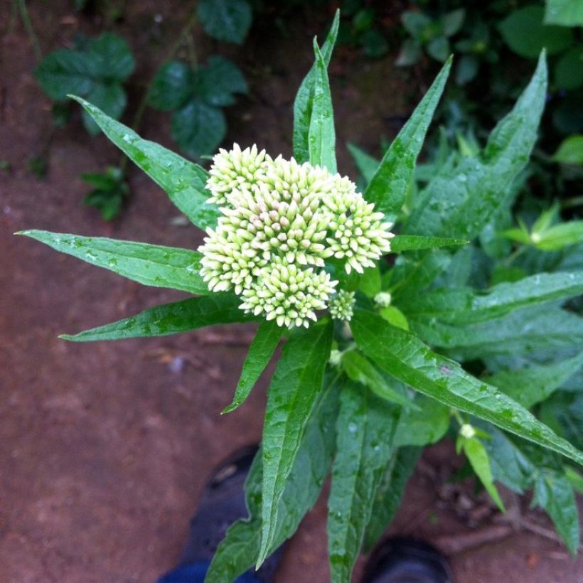 Chinesischer Wasserdost - Eupatorium chinense (Blüte)