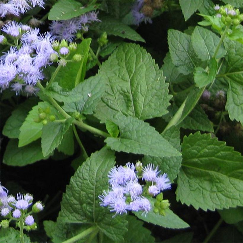 Blauer Wasserdost - Eupatorium coelestinum (Laub)