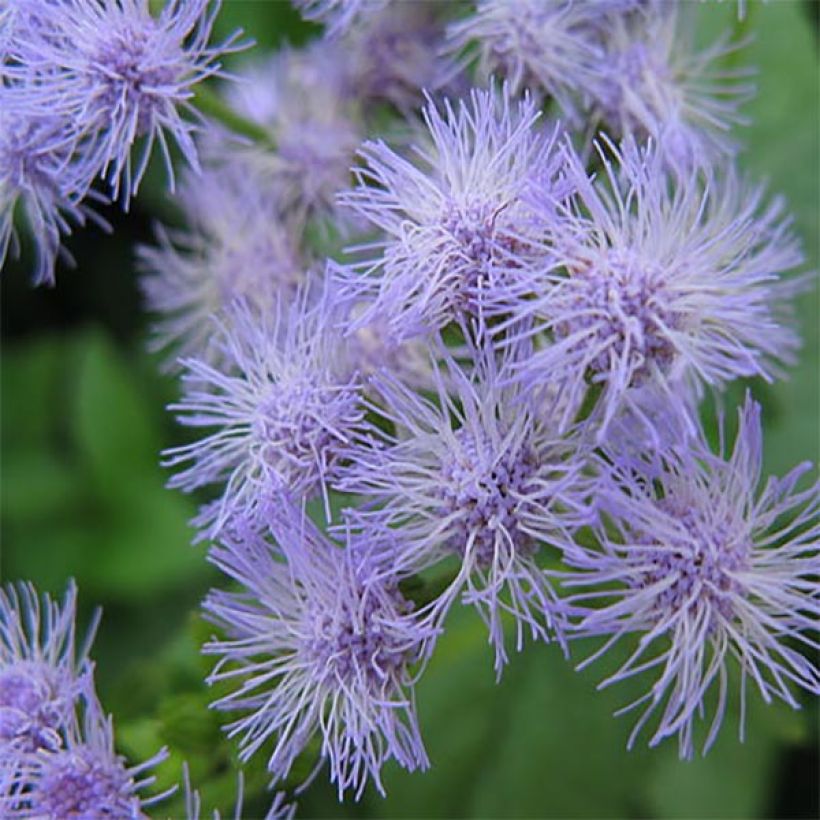 Blauer Wasserdost - Eupatorium coelestinum (Blüte)