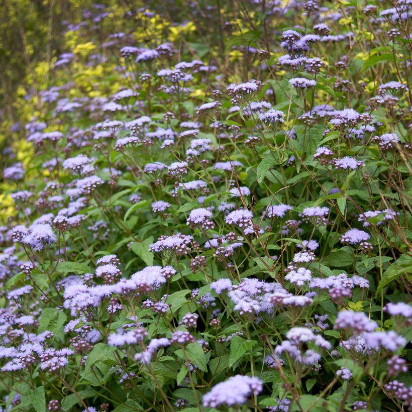 Blauer Wasserdost - Eupatorium coelestinum (Hafen)