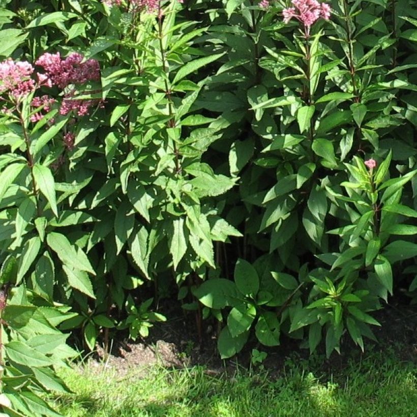 Wasserdost Atropurpureum - Eupatorium fistulosum (Laub)