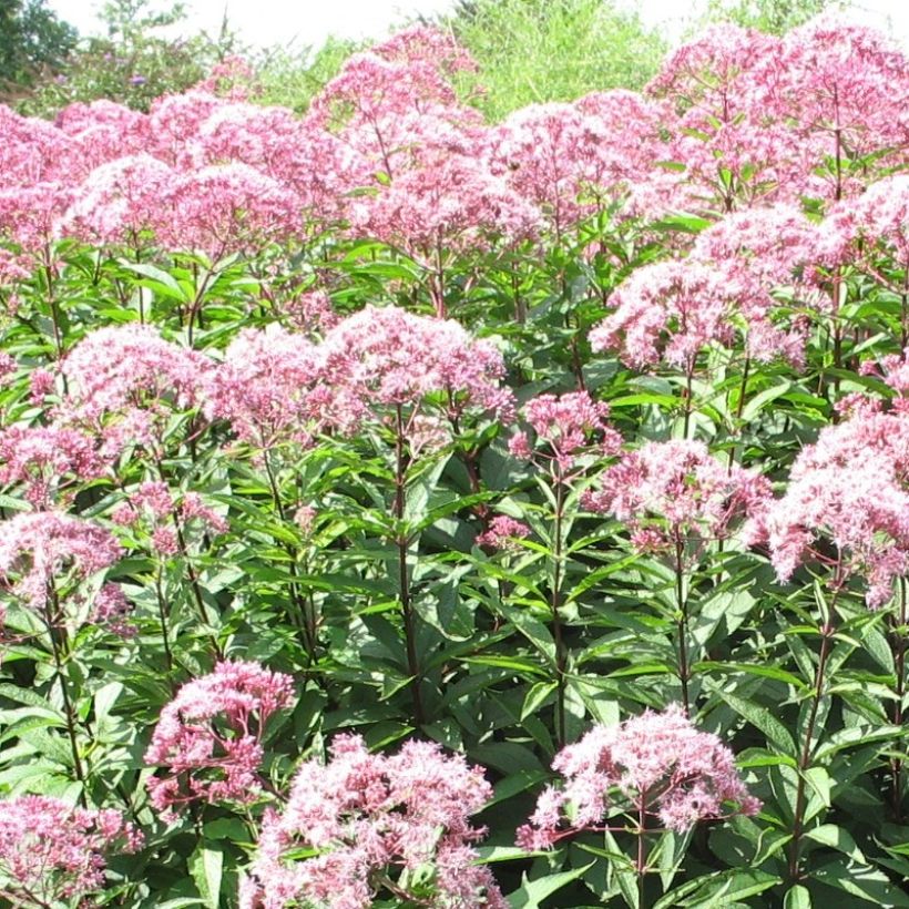 Wasserdost Atropurpureum - Eupatorium fistulosum (Blüte)