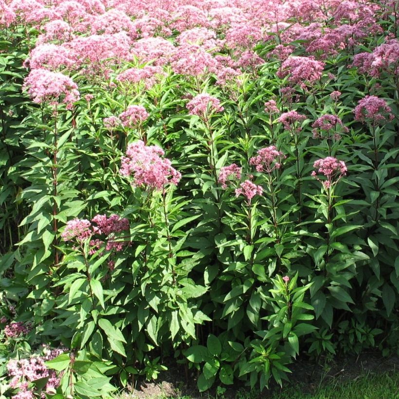 Wasserdost Atropurpureum - Eupatorium fistulosum (Hafen)