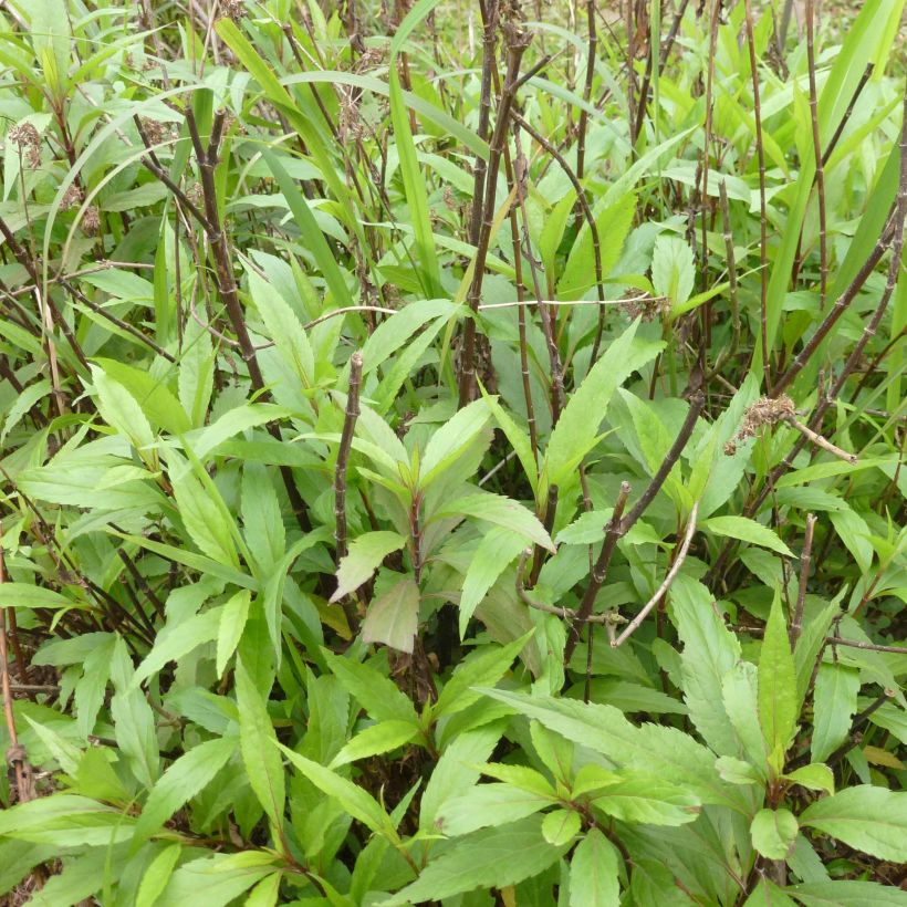 Wasserdost - Eupatorium fortunei (Hafen)