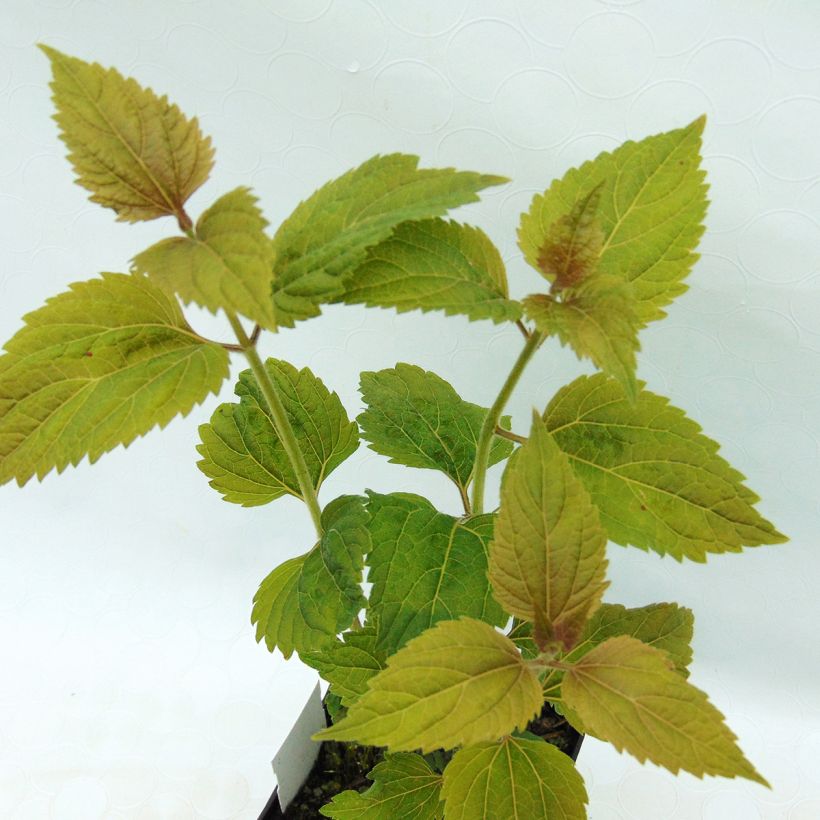 Weißer Wasserdost Lucky Melody - Eupatorium rugosum (Laub)