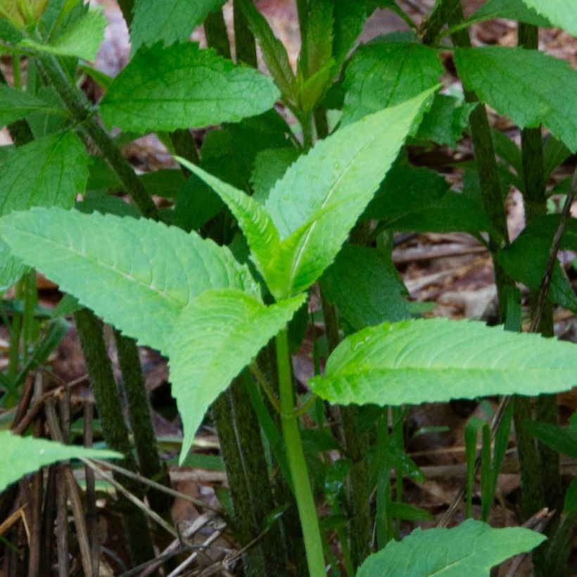 Gefleckter Wasserdost - Eupatorium maculatum (Laub)