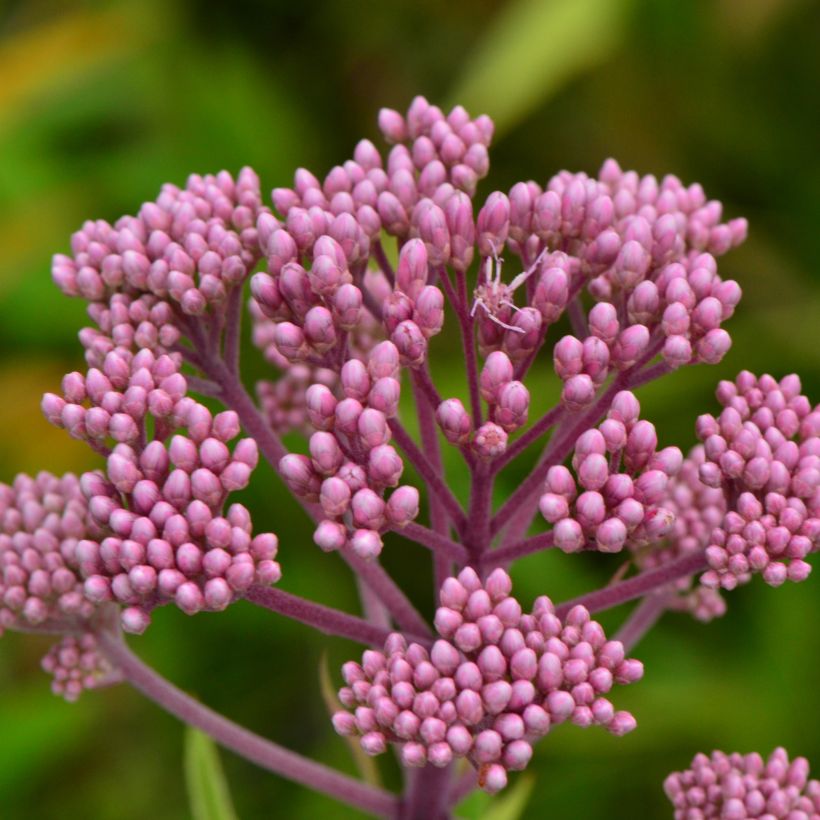 Gefleckter Wasserdost - Eupatorium maculatum (Blüte)