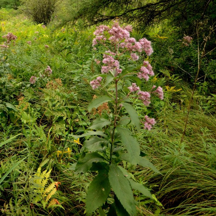 Gefleckter Wasserdost - Eupatorium maculatum (Hafen)