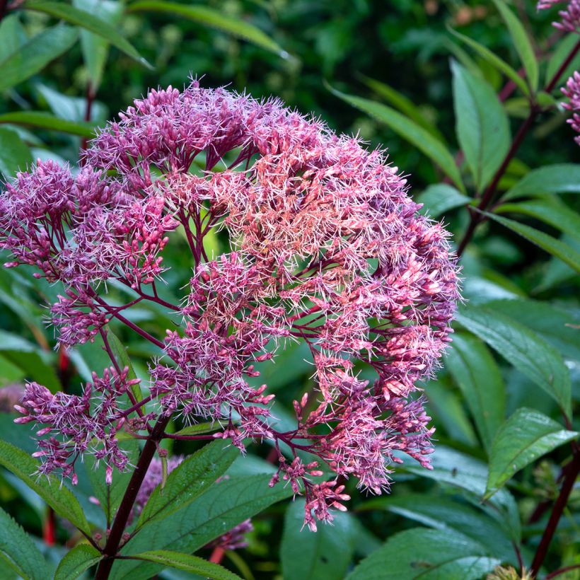 Gefleckter Wasserdost Atropurpureum - Eupatorium maculatum (Blüte)